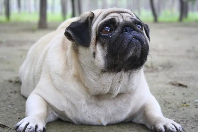 Qué hacer frente al perro obeso o con sobrepeso Qué hacer frente al perro obeso o con sobrepeso