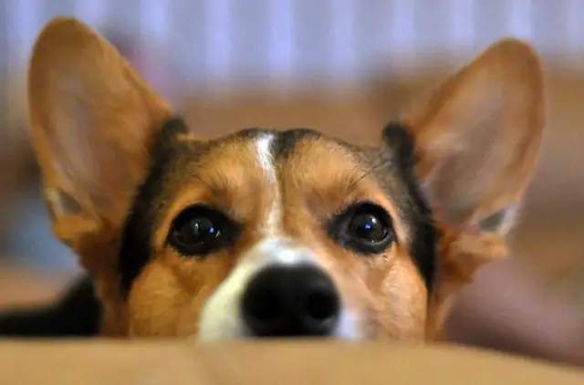 perro otitis canina La otitis en los canes