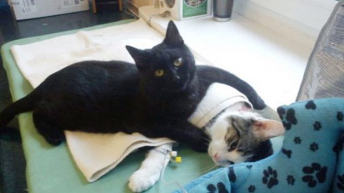 Rademenes el gato enfermero que cuida a los animales Rademenes el gato enfermero que cuida a los animales