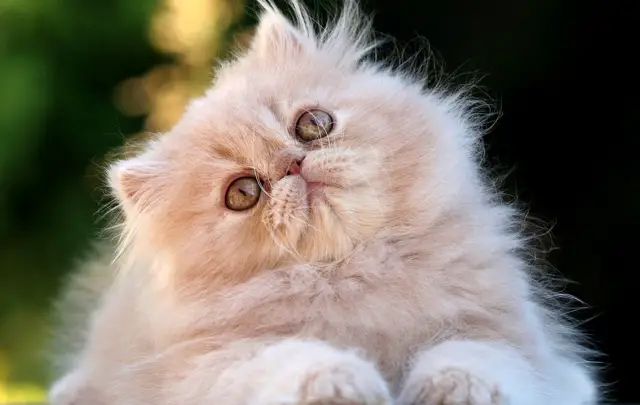 Tres preguntas que te hacías sobre tu gato y no tenían respuesta Tres preguntas que te hacías sobre tu gato y no tenían respuesta