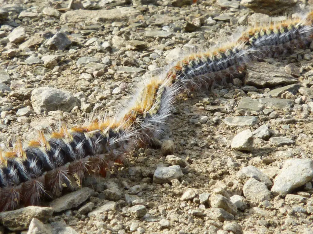 3. Procesionaria 3. Procesionaria