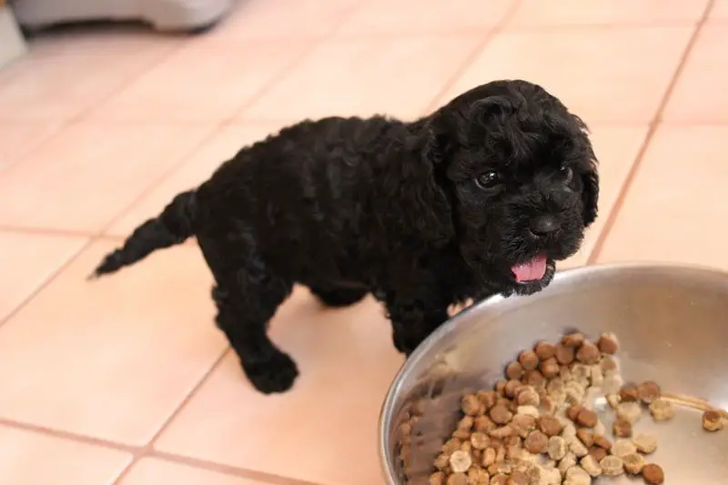 Adult Dog Eating Puppy Food Vomit Adult Dog Eating Puppy Food Vomit