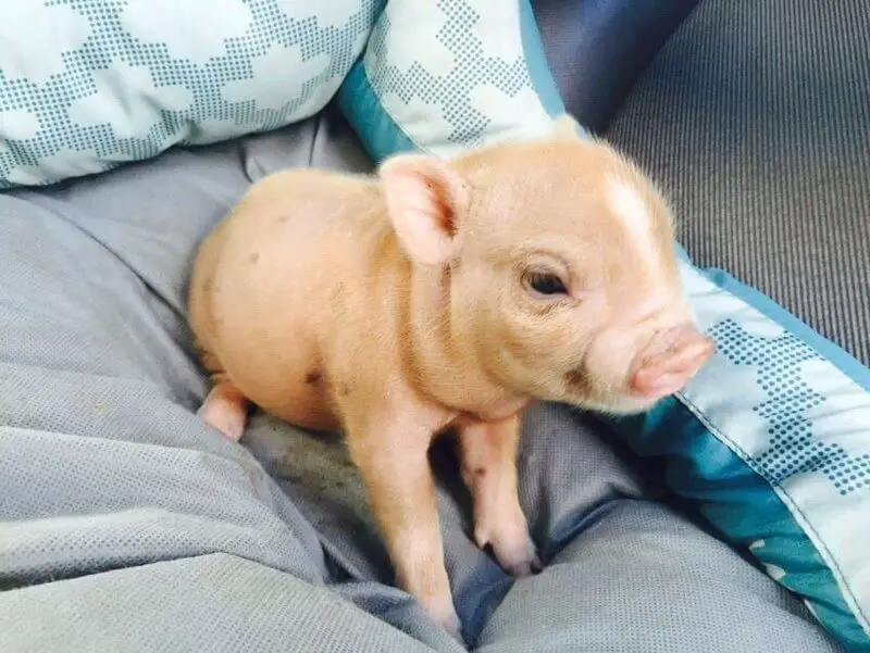 Mini Pig Características, lo que tienes que saber