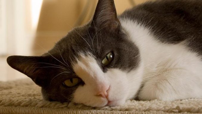 Beneficios de tener un gato en casa Beneficios de tener un gato en casa