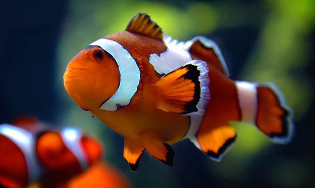 Foto de Cómo Criar Peces Payaso en Pecera Cómo Criar Peces Payaso en Pecera