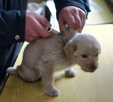 Foto de Cómo Proteger a Nuestro cachorro del Parvovirus Cómo Proteger a Nuestro cachorro del Parvovirus