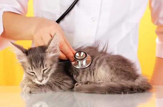 Algunos tips para darte cuenta si tu gato padece cáncer Algunos tips para darte cuenta si tu gato padece cáncer