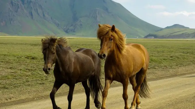 Foto de Lista de Nombres para Caballos de Carreras Lista de Nombres para Caballos de Carreras
