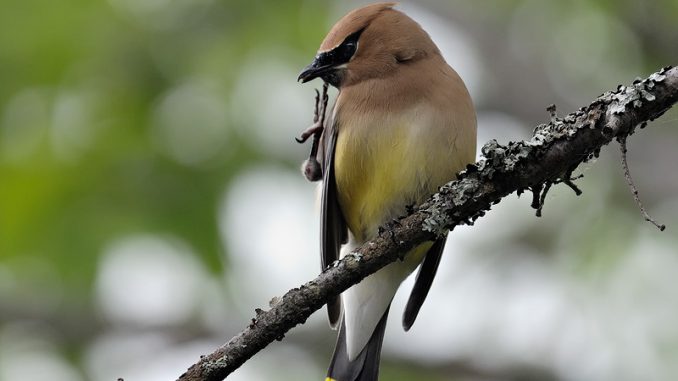 Foto de Cuales son los Parásitos Externos mas Comunes en las Aves Cuales son los Parásitos Externos mas Comunes en las Aves
