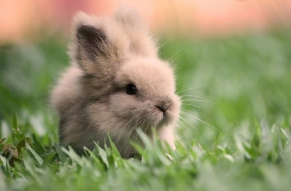 Foto de Enfermedades de la Piel del Conejo Enfermedades de la Piel del Conejo