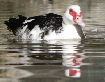 Imágenes de Pato Mudo o Almizclero Pato Mudo o Almizclero