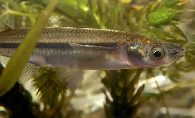 Foto de Lista de Nombres de Peces de Agua Dulce Lista de Nombres de Peces de Agua Dulce