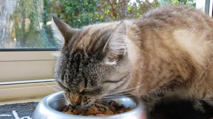 Foto de Consejos para alimentar a un gato viejo Consejos para alimentar a un gato viejo