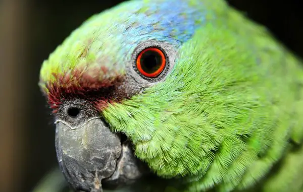 Foto de Cómo Ven los Loros Cómo Ven los Loros