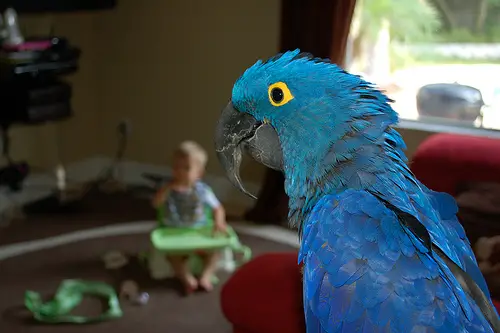 Foto de La Relación entre Loros y Niños La Relación entre Loros y Niños