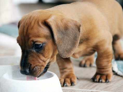 Foto de 4 Falsos Mitos Sobre la Salud del Perro 4 Falsos Mitos Sobre la Salud del Perro