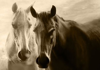 El Caballo es un animal doméstico El Caballo es un animal doméstico