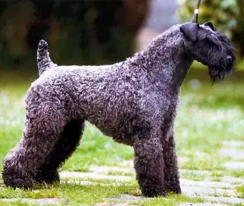 Alvarez fernandez, miguel angel, pequeño lebrel italiano, do ceo da marquesa . Perro De Raza Kerry Blue Terrier