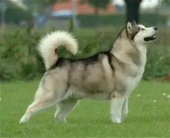 Huski Siberiano Una De Las Razas De Perro Mas Bella