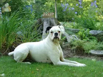 Perro Boxer Blanco Perro Boxer Blanco