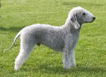 Raza Bedlington Terrier Informacion General Del Perro
