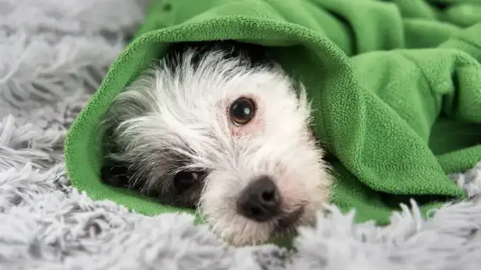 Remedios Caseros Para El Resfriado O Gripe De Mi Perro