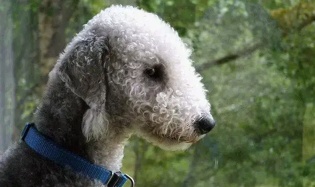 Raza De Perro Bedlington Terrier Perro Oveja Terrier