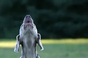 Por Que Aullan Los Perros