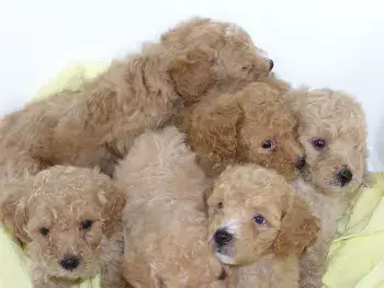 Donde Comprar Un Cachorro Caniche Toy Criaderos Y Criadores Donde Comprar Un Cachorro Caniche Toy Criaderos Y Criadores