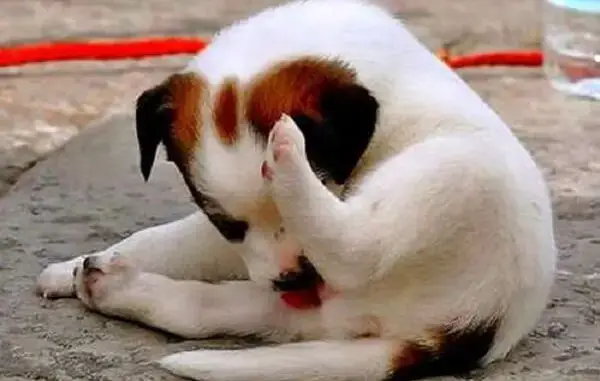 A mi perro le han salido bolas de pus en el cuello y en otras partes y sobre todo en su pene está demasiado grande. Por Que Los Perros Se Lamen Los Genitales Leelo En Este Articulo