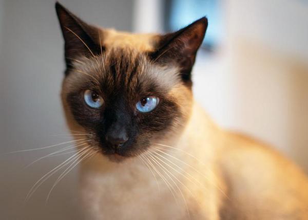 Apareamiento De Gatos Siameses